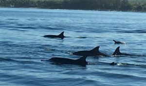 Delfine bei Black River