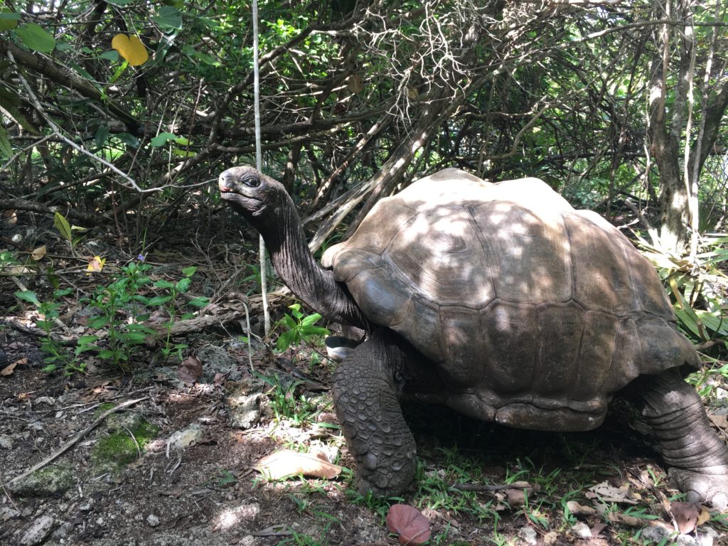 Schildkröte Big Daddy