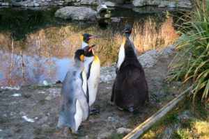 Königspinguine