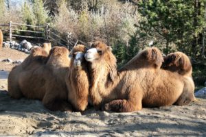 Kamele im Zoo Zürich