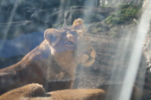 Löwen im Zoo Zürich