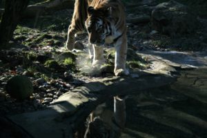 Tiger im Zoo Zürich