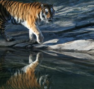 Tiger im Zoo Zürich
