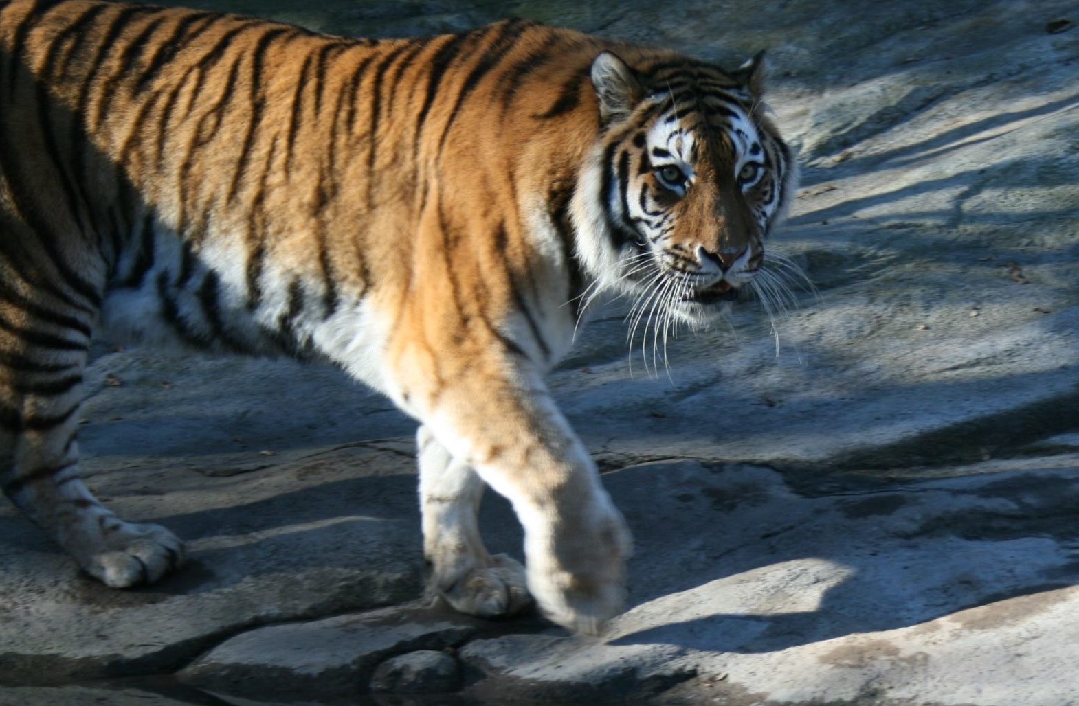 Tiger im Zoo Zürich