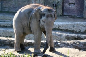 Elefant im Zoo Zürich