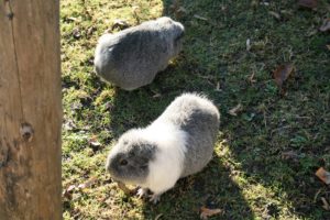 Meerschweinchen im Zoo Zürich
