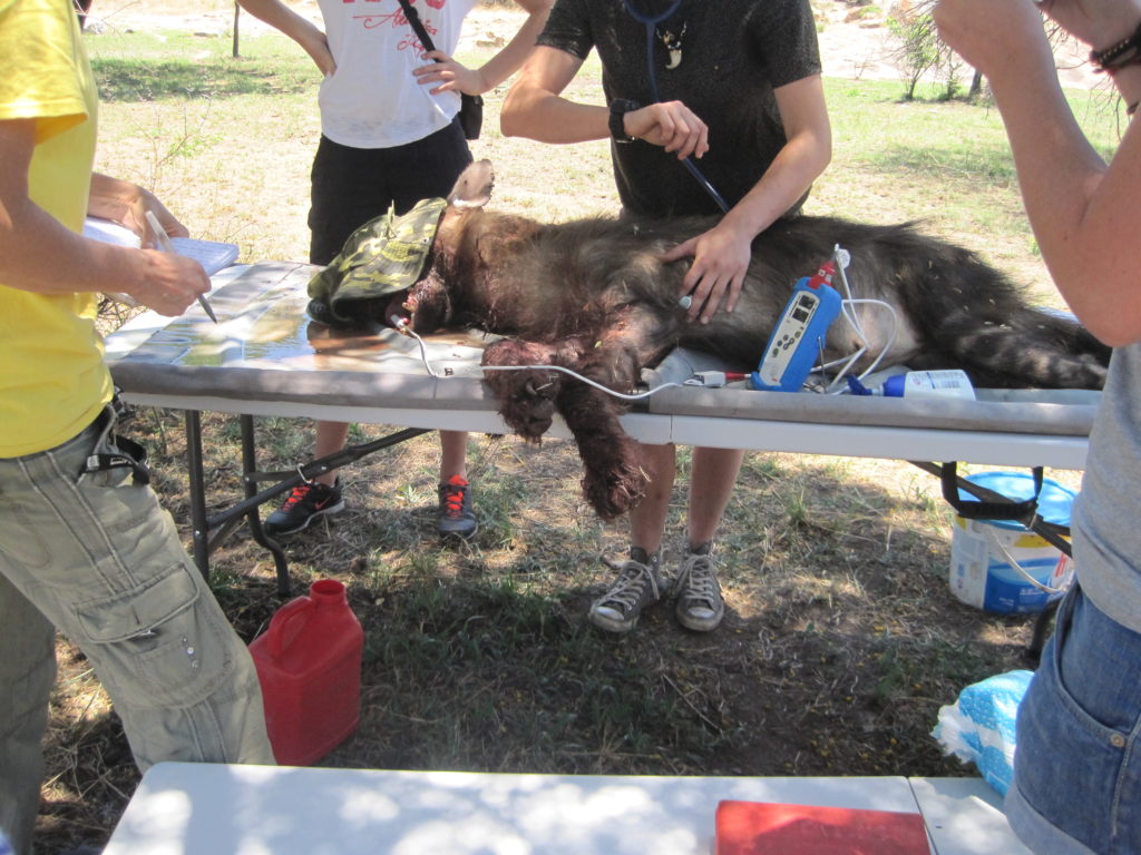 Bild Freiwilligenarbeit wie die Hyäne untersucht wrid