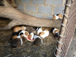 Bild Freiwilligenarbeit von Meerschweinchen