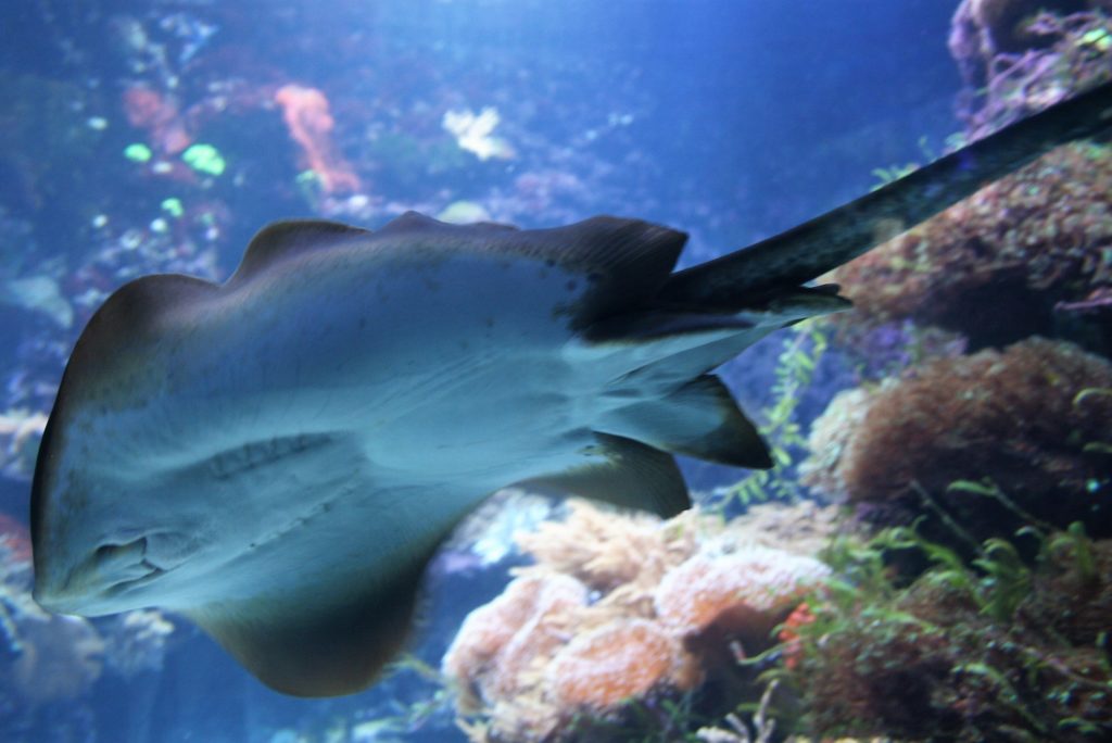 Bild des Blaupunktrochen