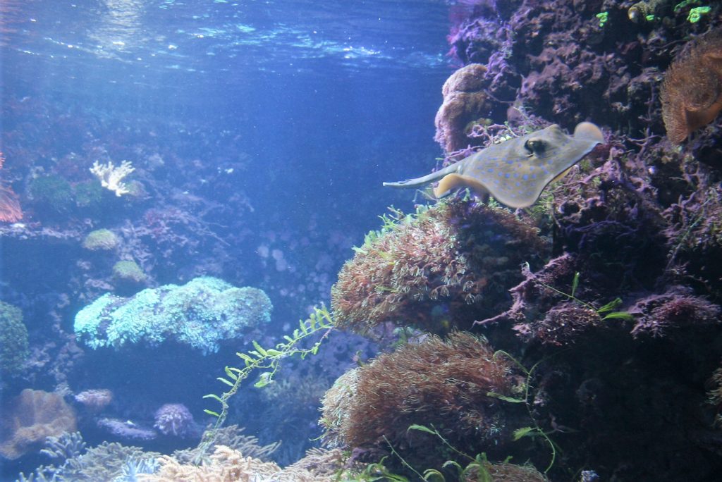 Bild von einem Rochen