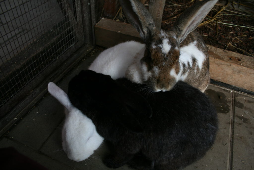Bild zum Interview mit Ann Bachmann vom Lebenshof Tiermensch