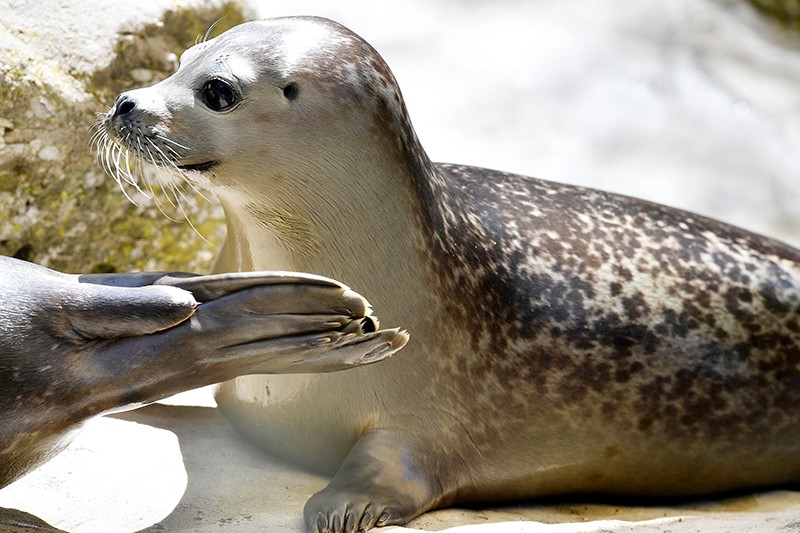 Bild von den Seehunden im Zoo Zürich