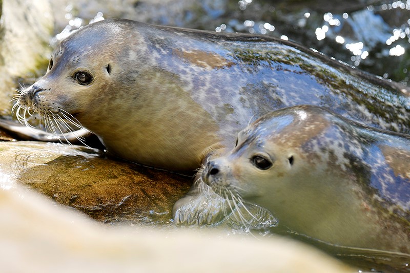 Bild von den Seehunden im Zoo Zürich