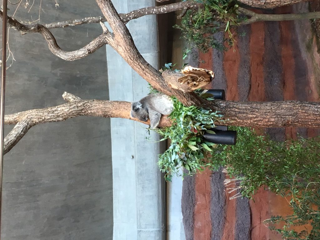 Bild von den Koalas im Zoo Zürich