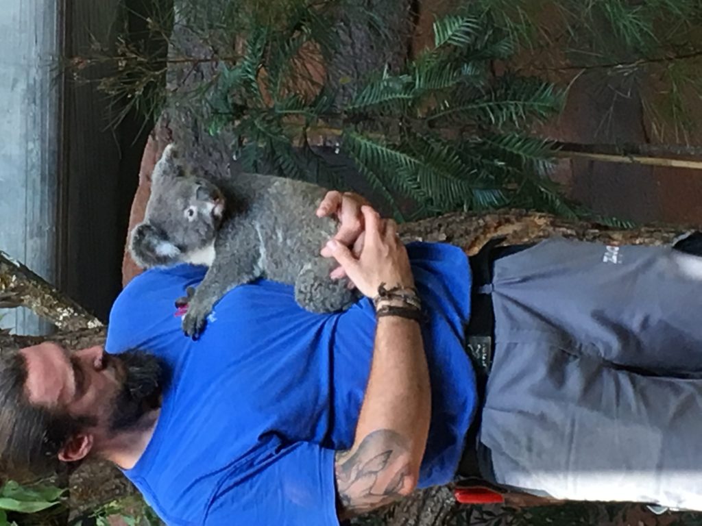 Bild von den Koalas im Zoo Zürich