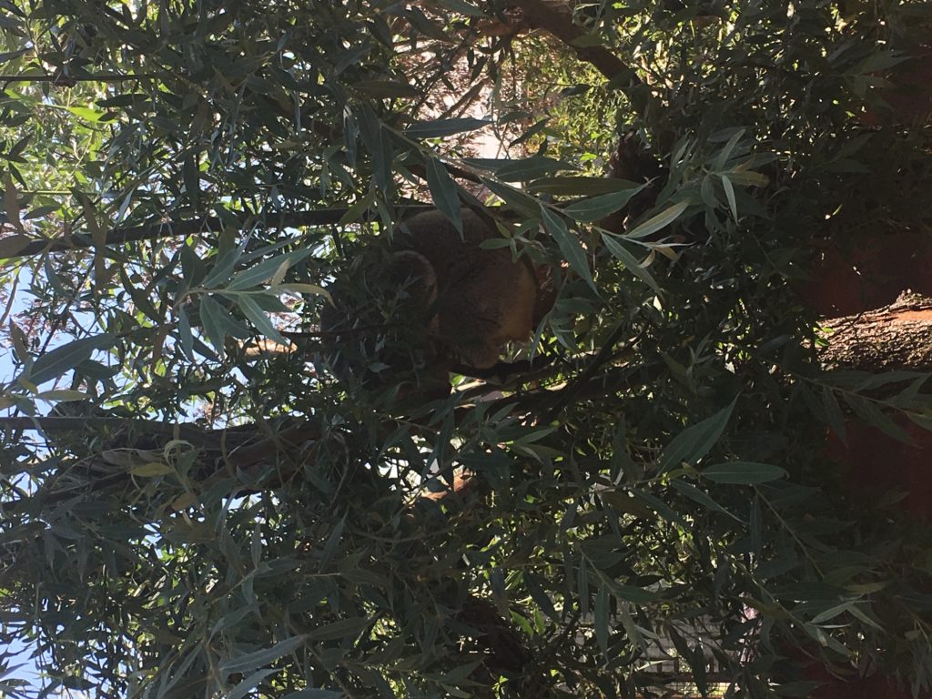 Bild von den Koalas im Zoo Zürich