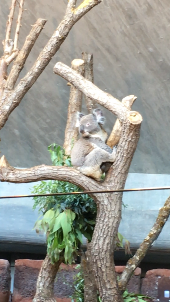 Bild von den Koalas im Zoo Zürich