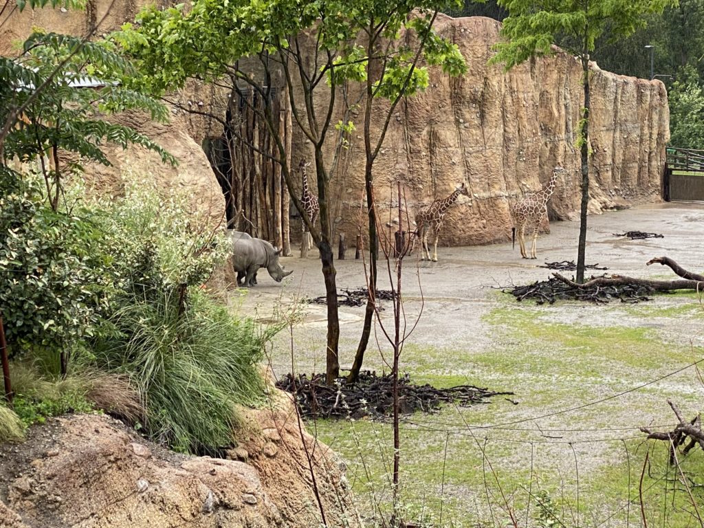Bild von der Nashörner und Giraffen im Zoo Zürich