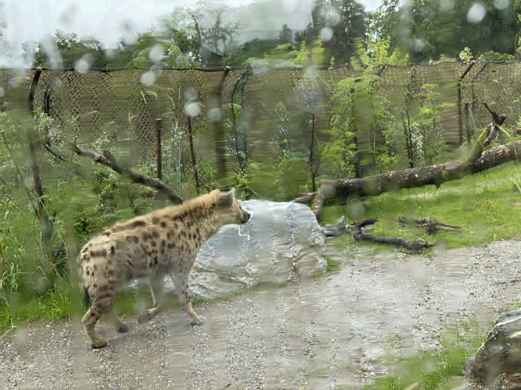 Bild von der Hyäne im Zoo Zürich