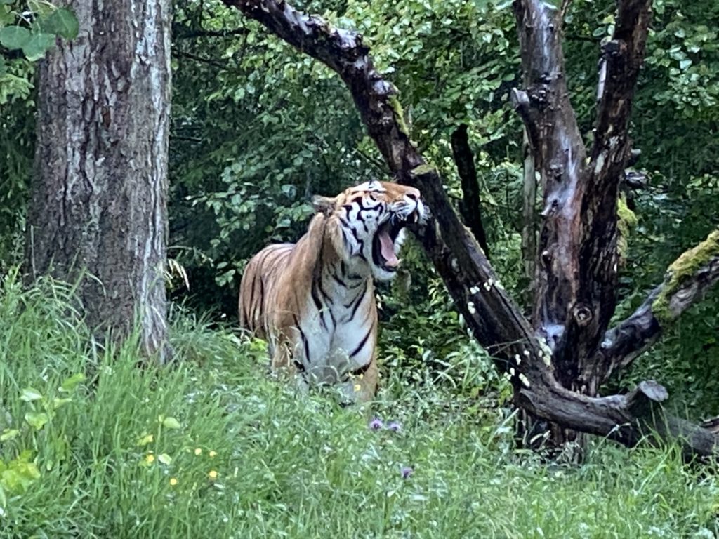 Bild von des Tigers im Zoo Zürich