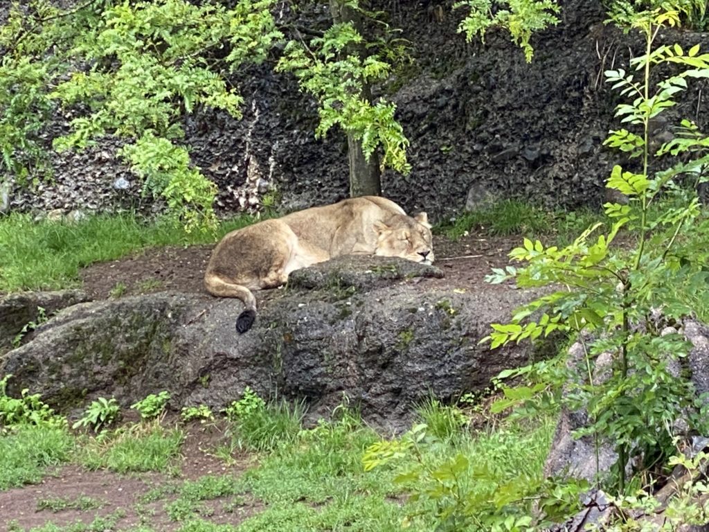 Bild von den Löwen im Zoo Zürich
