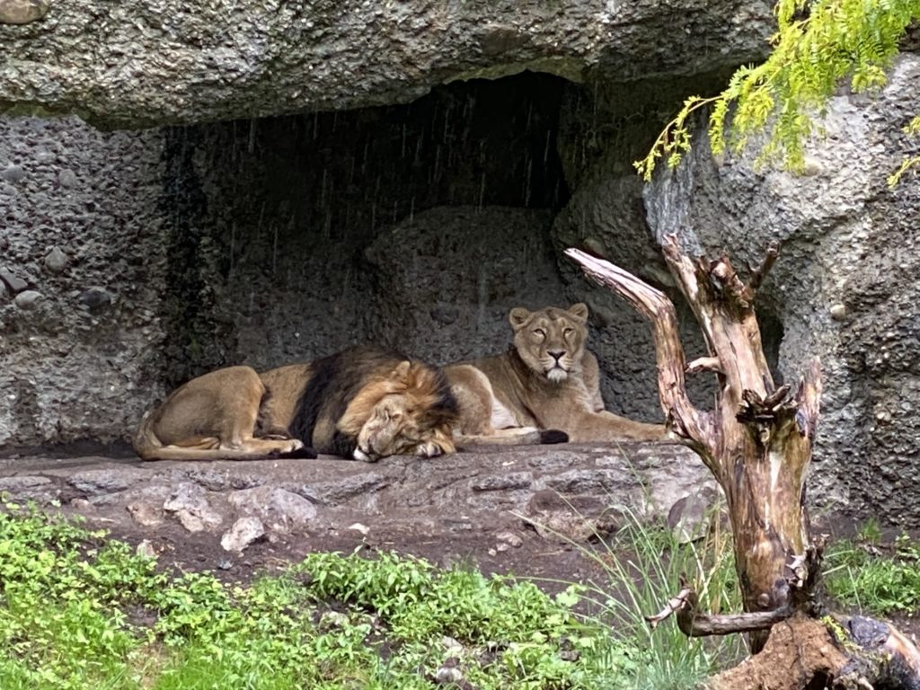 Bild von den Löwen im Zoo Zürich