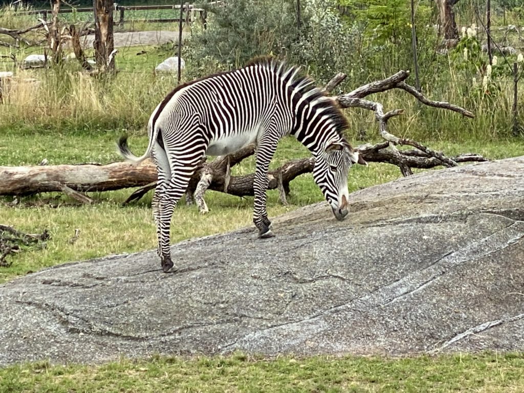 Bild vom Grevyzebra im Zoo Zürich