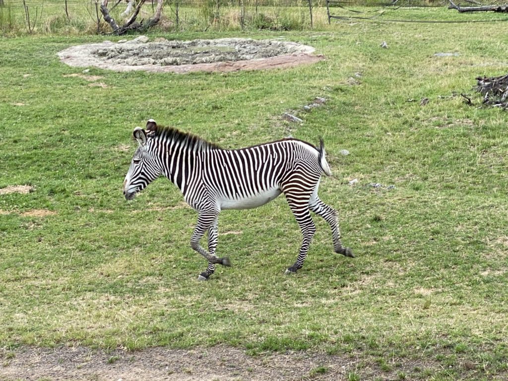 Bild vom Grevyzebra im Zoo Zürich