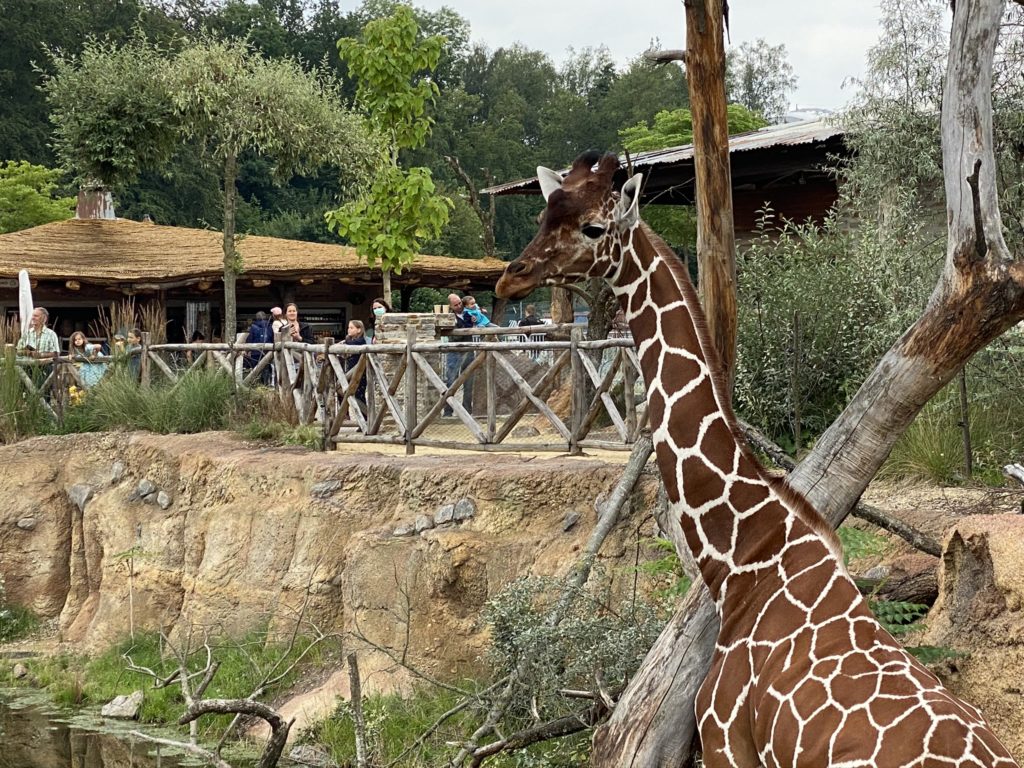 Bild von der Giraffe im Zoo Zürich