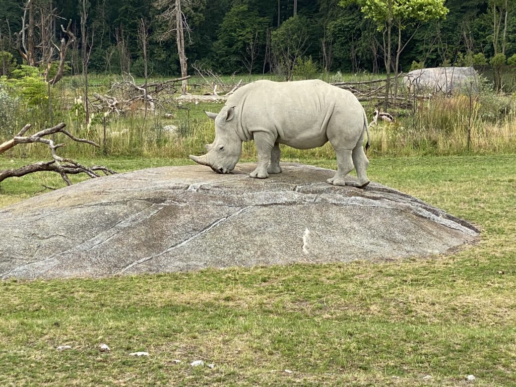 Bild vom Nashorn im Zoo Zürich