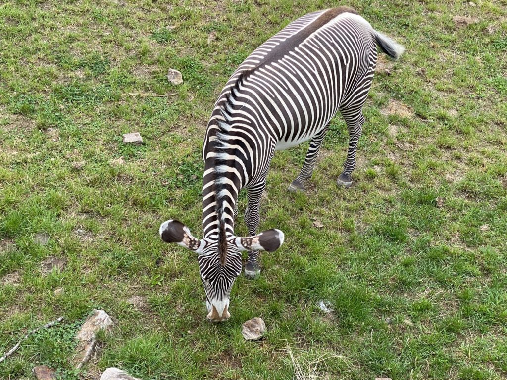 Bild vom Grevyzebra im Zoo Zürich