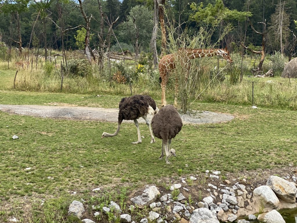 Bild von den Straussen und Giraffen im Zoo Zürich