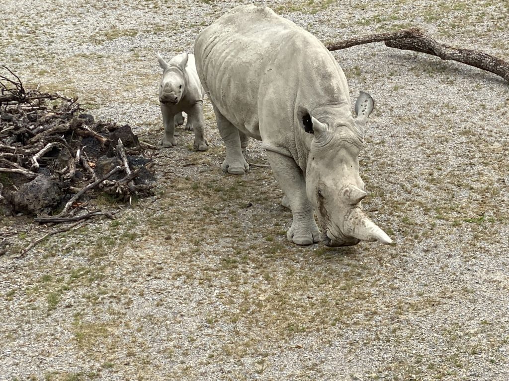 Bild von den Nashörner Ushindi und Tanda im Zoo Zürich