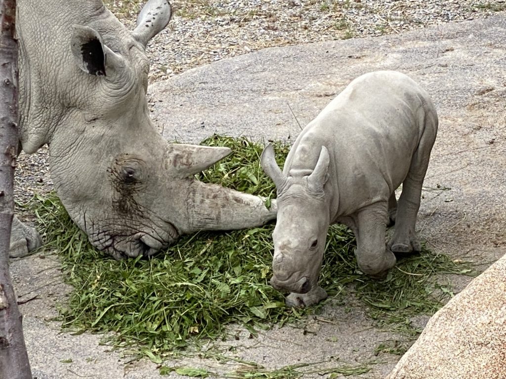 Bild von den Nashörner Ushindi und Tanda im Zoo Zürich