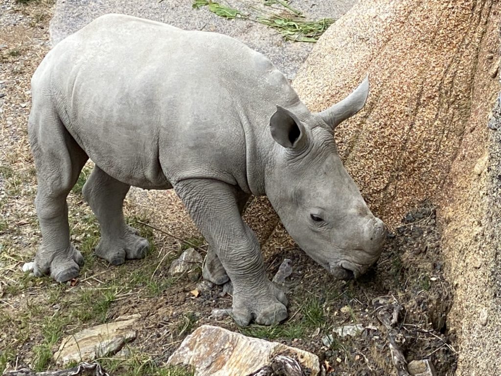 Bild vom Nashornbaby Ushindi im Zoo Zürich