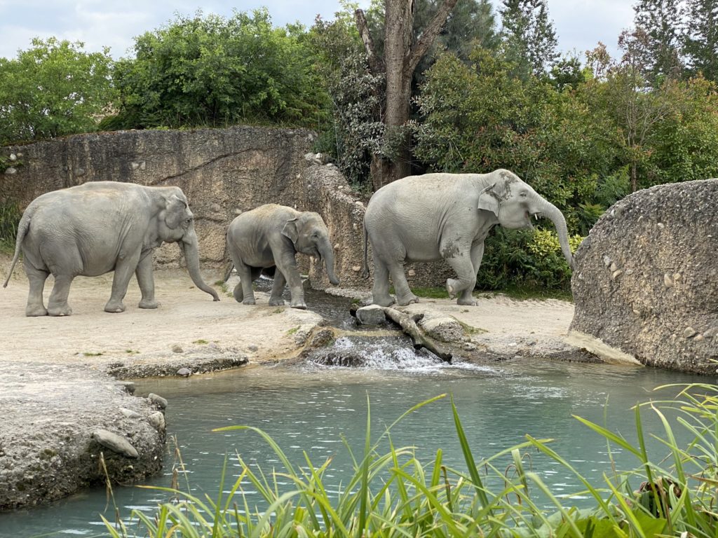 Bild von den Elefanten im Zoo Zürich