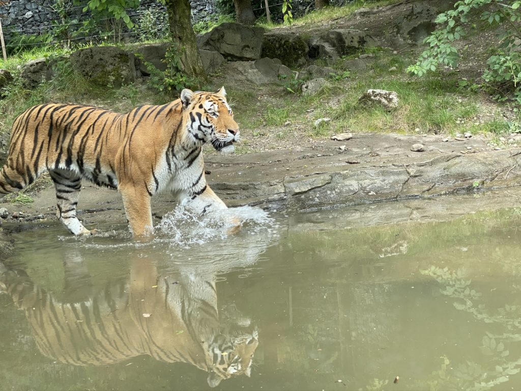 Bild von Tiger Sayan im Zoo Zürich