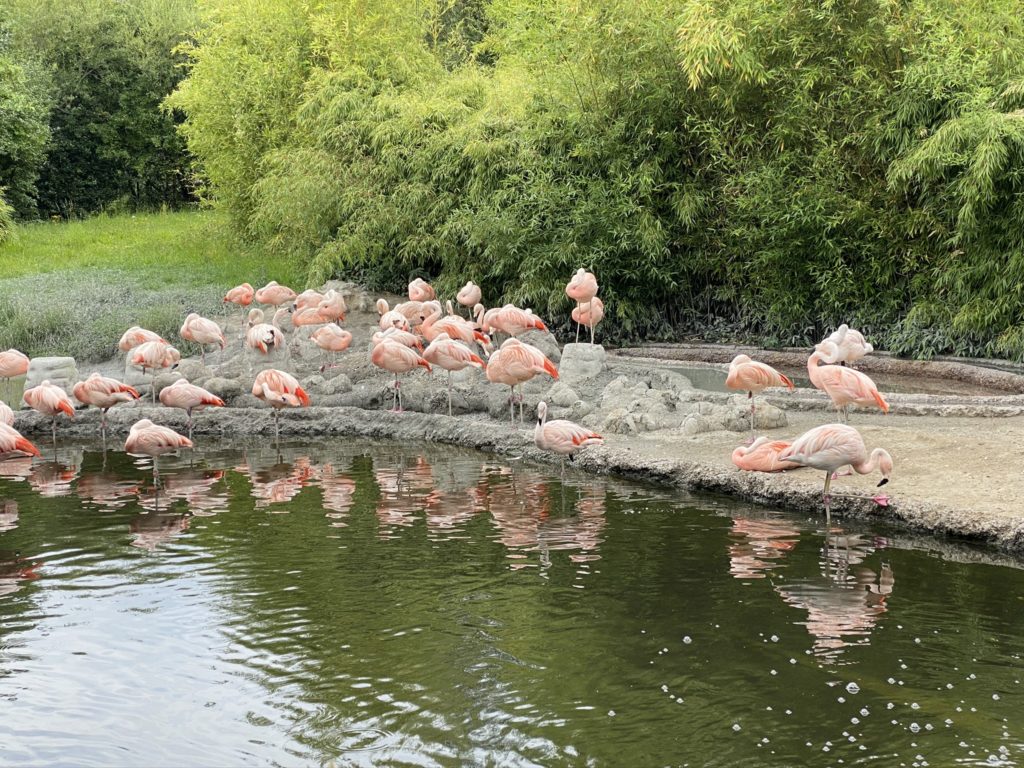 Bild von den Flamingos im Zoo Zürich