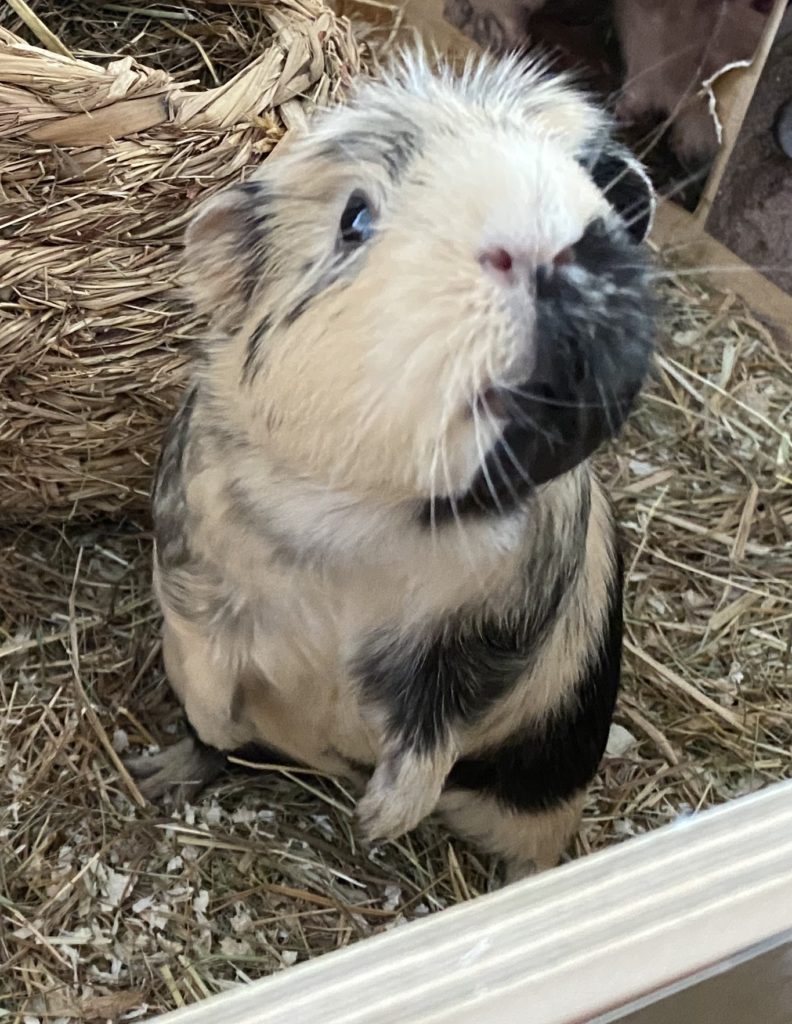 Bild von Meerschweinchen Maxi-Leo