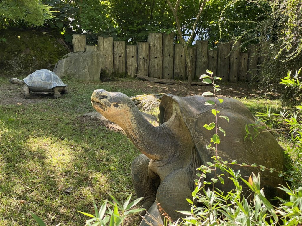 Bild der Schildkröten im Zoo Zürich