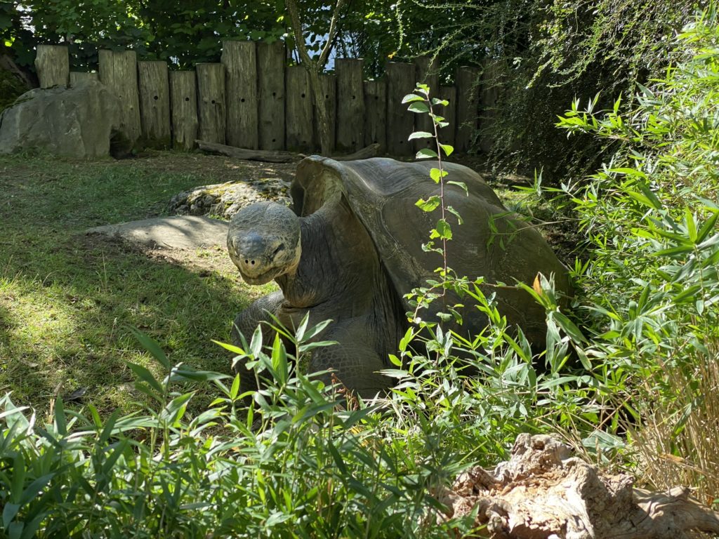 Bild der Schildkröten im Zoo Zürich