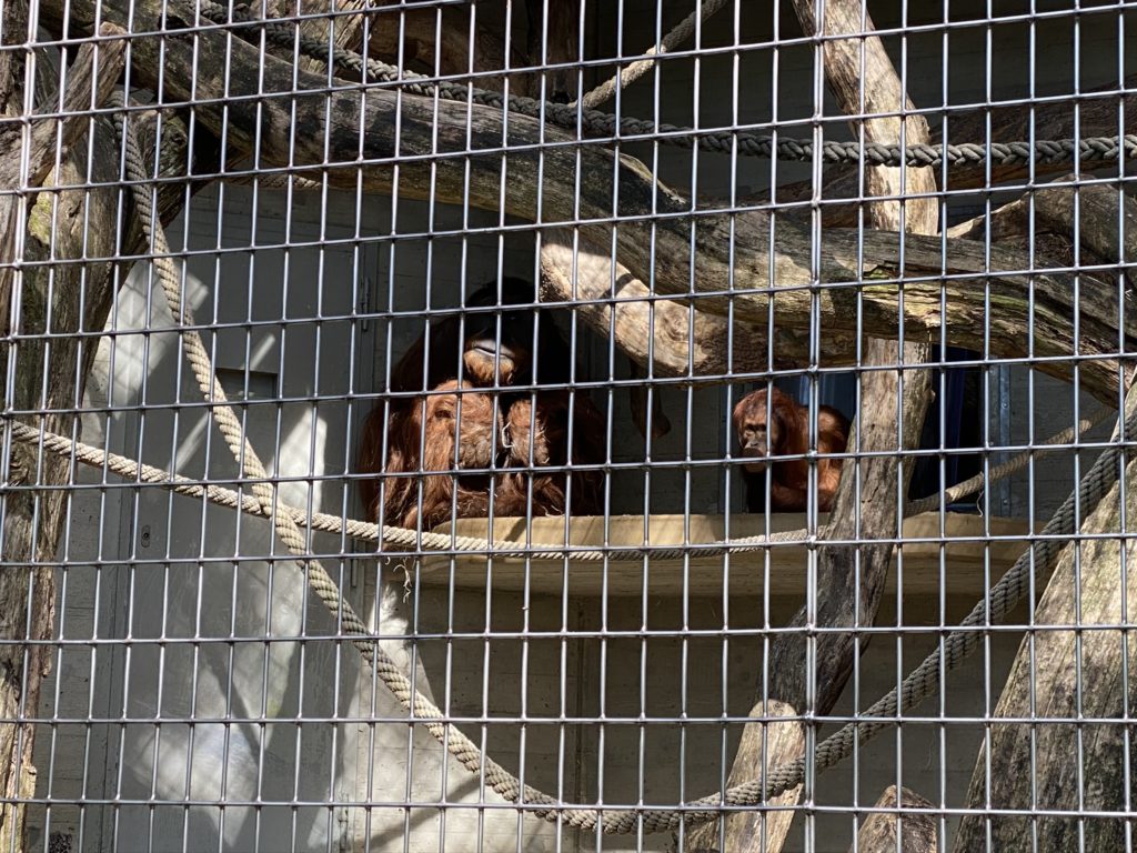Bild der Orang-Utans im Zoo Zürich