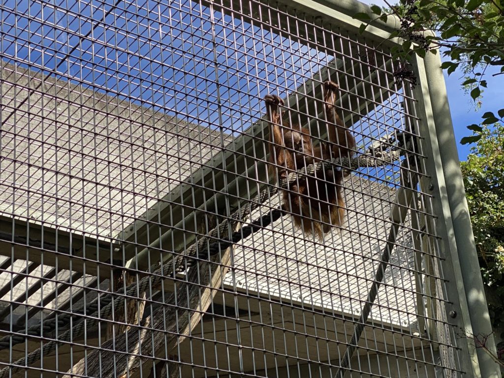 Bild der Orang-Utans im Zoo Zürich