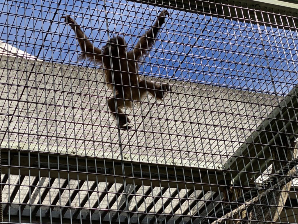 Bild der Orang-Utans im Zoo Zürich