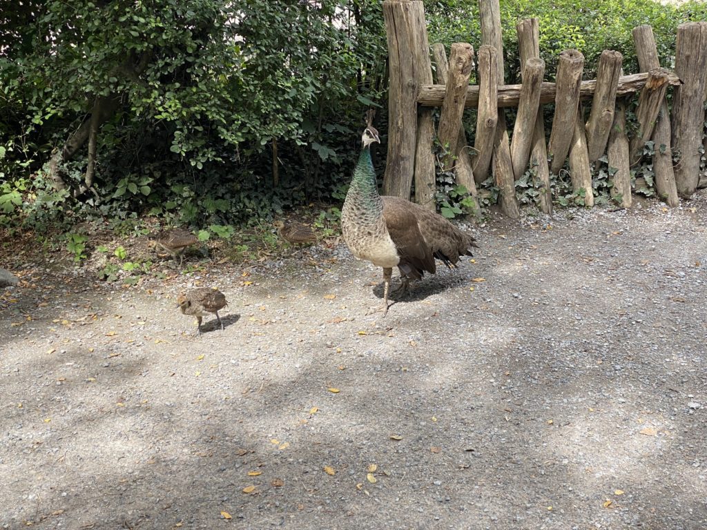 Bild vom Pfau im Zoo Zürich
