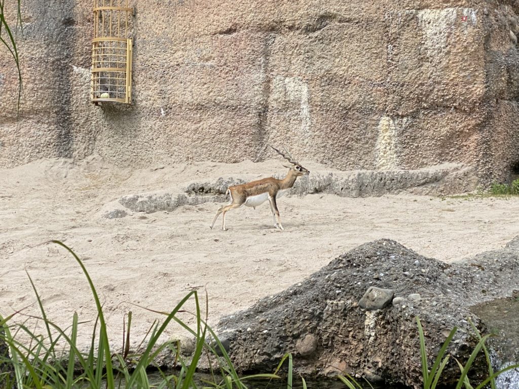 Bild der Gazelle im Zoo Zürich