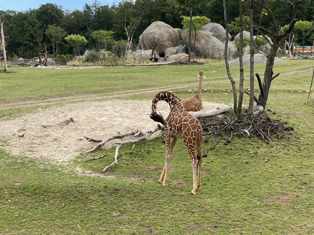Bild der Giraffe im Zoo Zürich