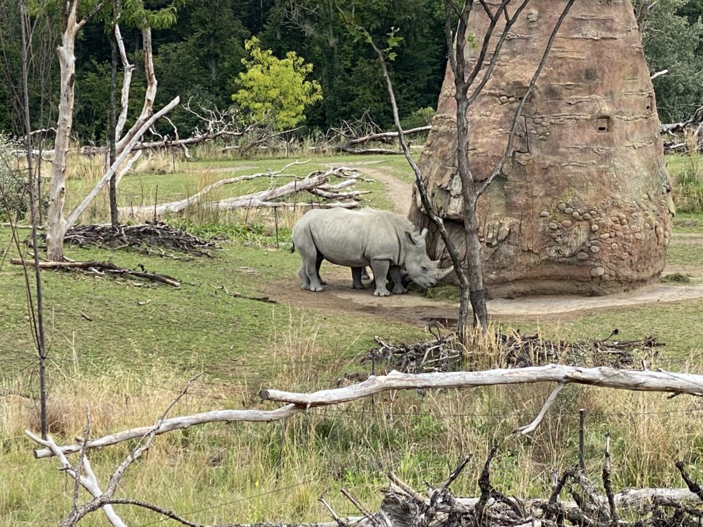 Bild der Nashörner im Zoo Zürich