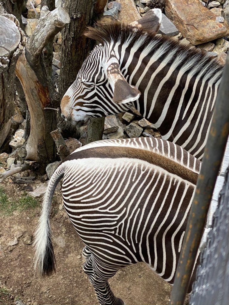 Bild der Zebras im Zoo Zürich