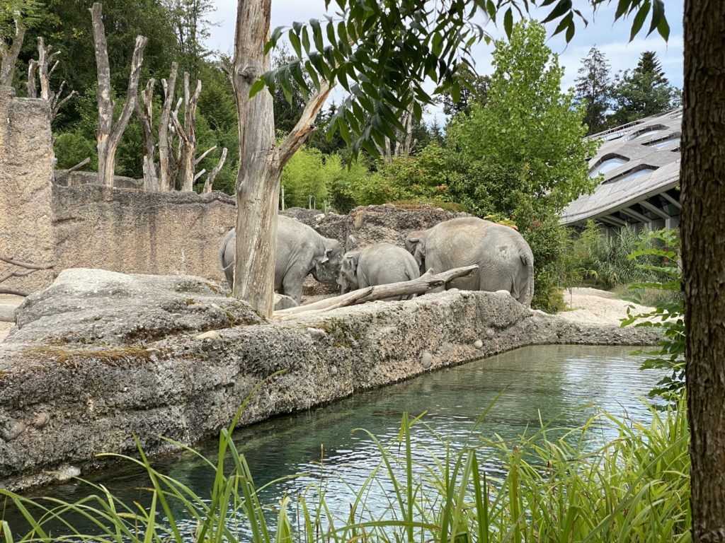 Bild der Elefanten im Zoo Zürich